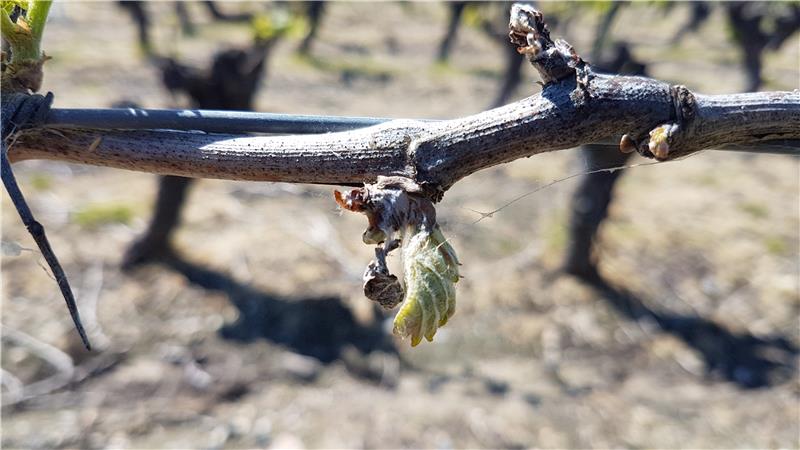 Gel sur vigne