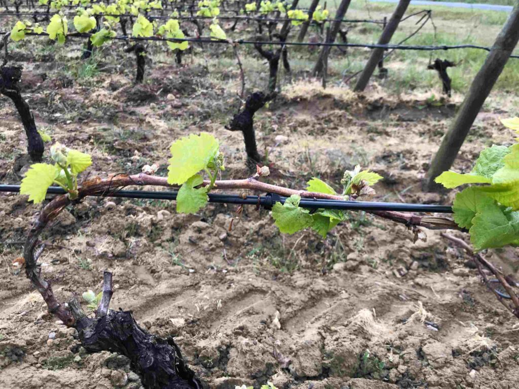 Fils chauffants pour vignes